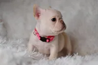AKC PINK, a female French Bulldog for sale in Madison, NC – Photo 2 of 3