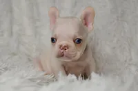 AKC BLACK, a male French Bulldog for sale in Madison, NC – Photo 2 of 3