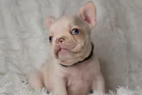 AKC BLACK, a male French Bulldog for sale in Madison, NC – Photo 1 of 3