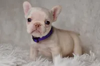 AKC PURPLE, a female French Bulldog for sale in Madison, NC – Photo 2 of 3