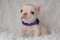 AKC PURPLE, a female French Bulldog for sale in Madison, NC – Photo 1 of 3