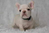 AKC GREEN, a male French Bulldog for sale in Madison, NC – Photo 1 of 3