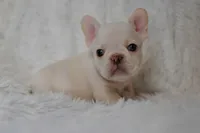 AKC GREEN, a male French Bulldog for sale in Madison, NC – Photo 2 of 3