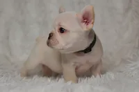 AKC GREEN, a male French Bulldog for sale in Madison, NC – Photo 3 of 3