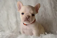 AKC RED, a male French Bulldog for sale in Madison, NC – Photo 3 of 3