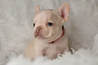 AKC RED, a male French Bulldog for sale in Madison, NC – Photo 1 of 3