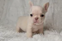 AKC ORANGE, a male French Bulldog for sale in Madison, NC – Photo 2 of 2