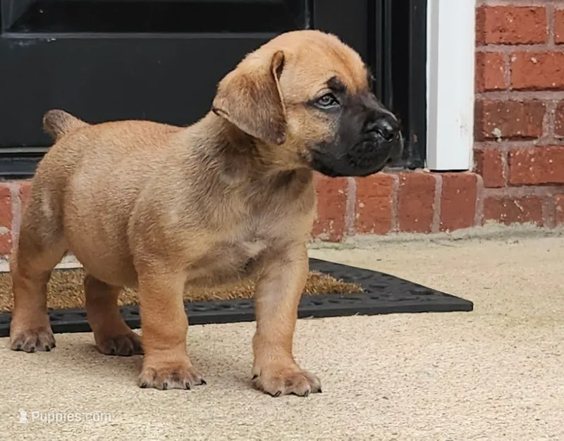 Apollo – Boerboel puppy for sale in Mcdonough, GA
