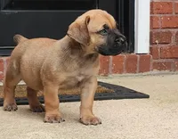 Apollo, a male Boerboel for sale in Mcdonough, GA – 1 of 1