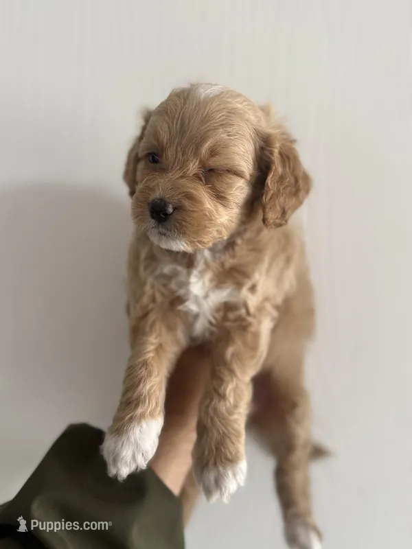 MIlo – Maltipoo puppy for sale in Santa Ana, CA