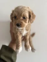 MIlo, a female Maltipoo for sale in Santa Ana, CA – 3 of 6