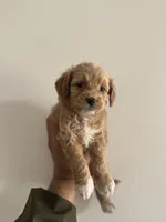 MIlo, a female Maltipoo for sale in Santa Ana, CA – 2 of 6