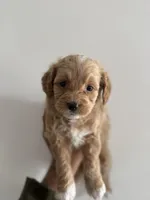 MIlo, a female Maltipoo for sale in Santa Ana, CA – 6 of 6