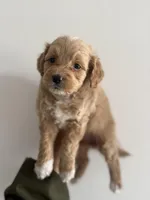 MIlo, a female Maltipoo for sale in Santa Ana, CA – 4 of 6