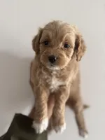MIlo, a female Maltipoo for sale in Santa Ana, CA – 5 of 6