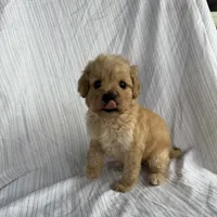 cocoa, a male Maltipoo for sale in Santa Ana, CA – Photo 2 of 3