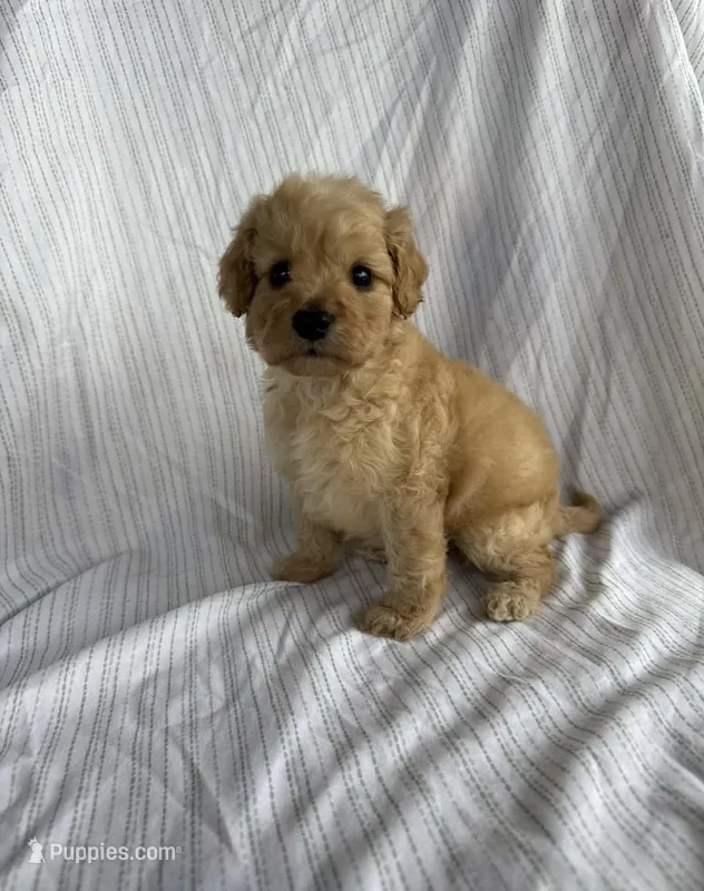 cocoa – Maltipoo puppy for sale in Santa Ana, CA