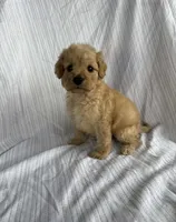 cocoa, a male Maltipoo for sale in Santa Ana, CA – Photo 1 of 3