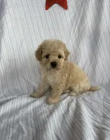 cocoa, a male Maltipoo for sale in Santa Ana, CA – Photo 3 of 3