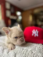 COCO, a male French Bulldog for sale in Santa Ana, CA – 1 of 2
