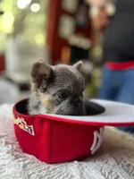 COCO, a male French Bulldog for sale in Santa Ana, CA – 2 of 2