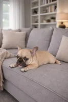 axel, a male French Bulldog for sale in Adrian, MI – Photo 3 of 4