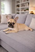 axel, a male French Bulldog for sale in Adrian, MI – Photo 4 of 4