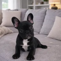 Toby, a male French Bulldog for sale in Adrian, MI – Photo 5 of 5