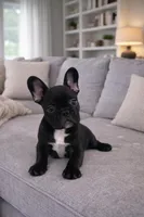 Toby, a male French Bulldog for sale in Adrian, MI – Photo 5 of 5