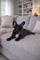 Toby, a male French Bulldog for sale in Adrian, MI – Photo 4 of 5