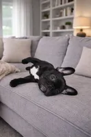 Toby, a male French Bulldog for sale in Adrian, MI – Photo 3 of 5