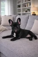 Toby, a male French Bulldog for sale in Adrian, MI – Photo 2 of 5