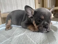Kilo, a male French Bulldog for sale in Victorville, CA – 5 of 6