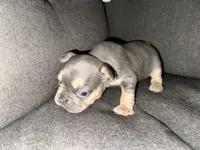 Daisy, a female French Bulldog for sale in Victorville, CA – 5 of 6