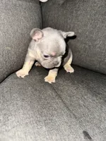 Bella, a female French Bulldog for sale in Victorville, CA – 4 of 7