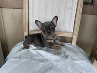Kilo, a male French Bulldog for sale in Victorville, CA – 6 of 6
