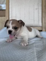 Leila, a female French Bulldog for sale in Victorville, CA – 2 of 6