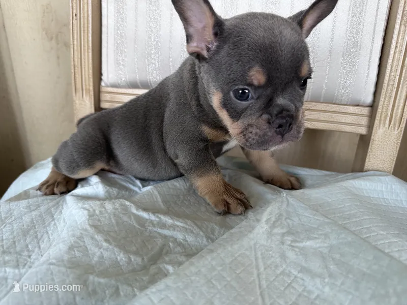 Kilo – French Bulldog puppy for sale in Victorville, CA