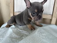 Kilo, a male French Bulldog for sale in Victorville, CA – 1 of 6