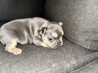 Daisy, a female French Bulldog for sale in Victorville, CA – 2 of 6