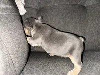 Daisy, a female French Bulldog for sale in Victorville, CA – 3 of 6