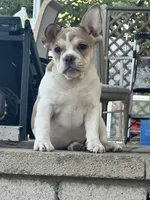 Leila, a female French Bulldog for sale in Victorville, CA – 3 of 5