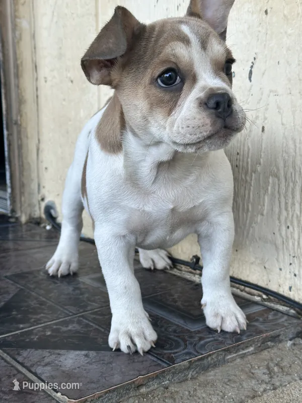 Leila – French Bulldog puppy for sale in Victorville, CA