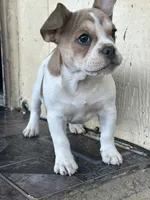 Leila, a female French Bulldog for sale in Victorville, CA – 1 of 5