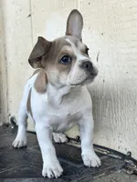 Leila, a female French Bulldog for sale in Victorville, CA – 4 of 5