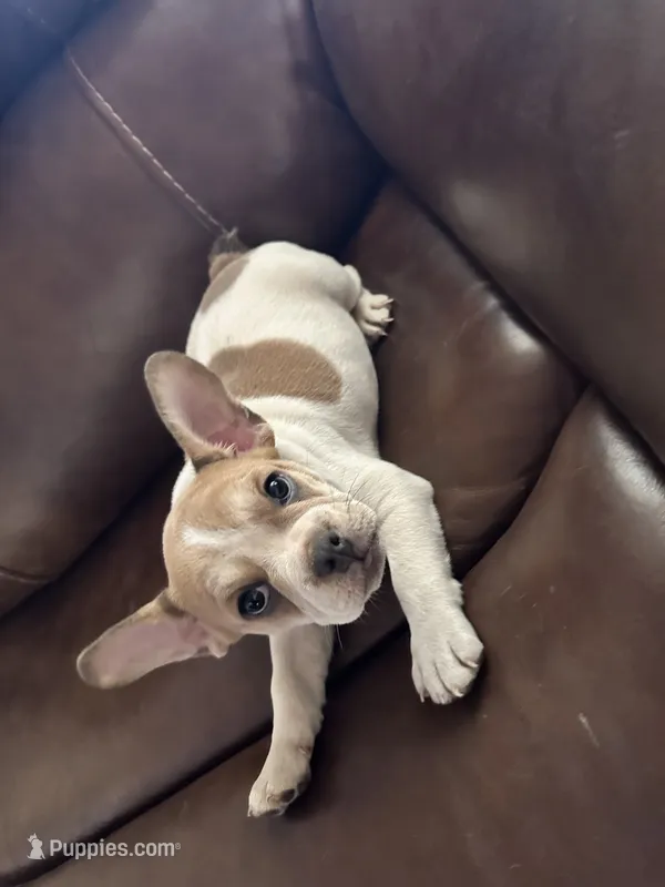 Leila – French Bulldog puppy for sale in Victorville, CA