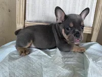 Kilo, a male French Bulldog for sale in Victorville, CA – 2 of 6