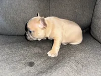 Leía , a female French Bulldog for sale in Victorville, CA – 6 of 6
