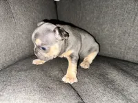 Daisy, a female French Bulldog for sale in Victorville, CA – 6 of 6