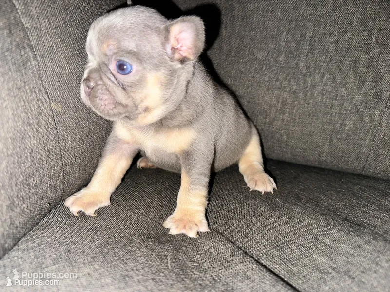 Bella, a female French Bulldog for sale in Victorville, CA – 1 of 7